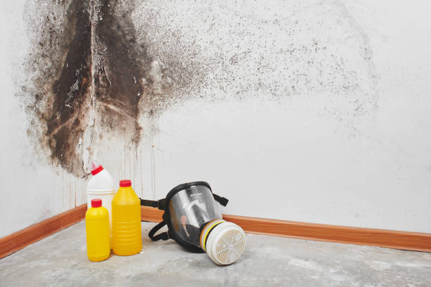 Trusted Due West, SC Mold Removal Experts