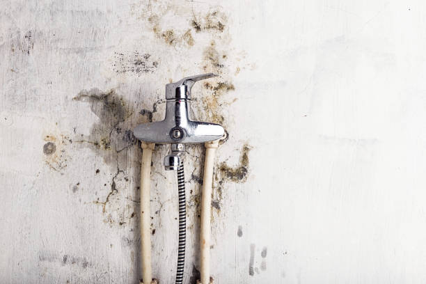 Best Mold Testing  in Due West, SC