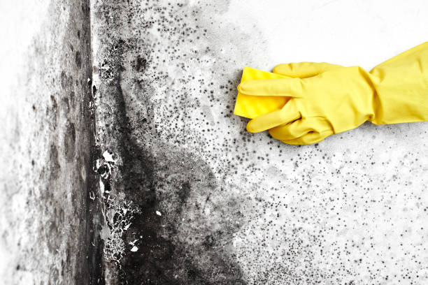 Best Fast Mold Removal  in Due West, SC
