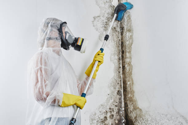 Best Mold Damage Repair  in Due West, SC