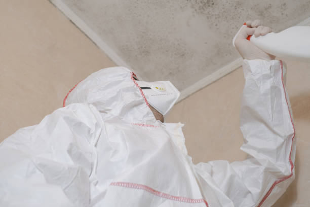 Best Attic Mold Removal  in Due West, SC