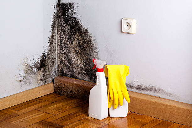 Best Toxic Mold Removal  in Due West, SC