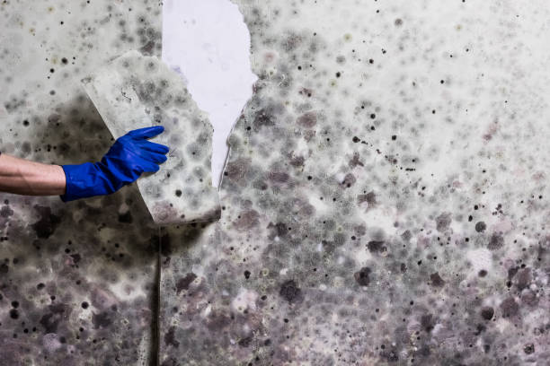 Best Black Mold Removal  in Due West, SC
