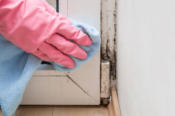 Best Professional Mold Removal  in Due West, SC