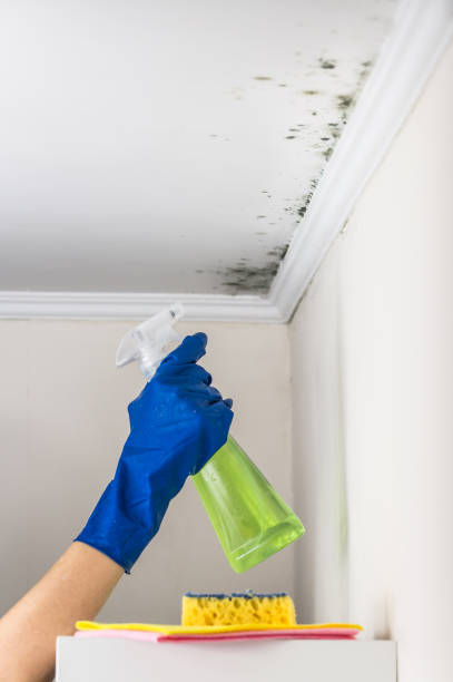 Best Same-Day Mold Removal  in Due West, SC