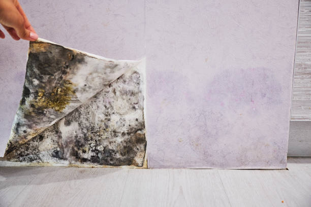  Due West, SC Mold Removal Pros